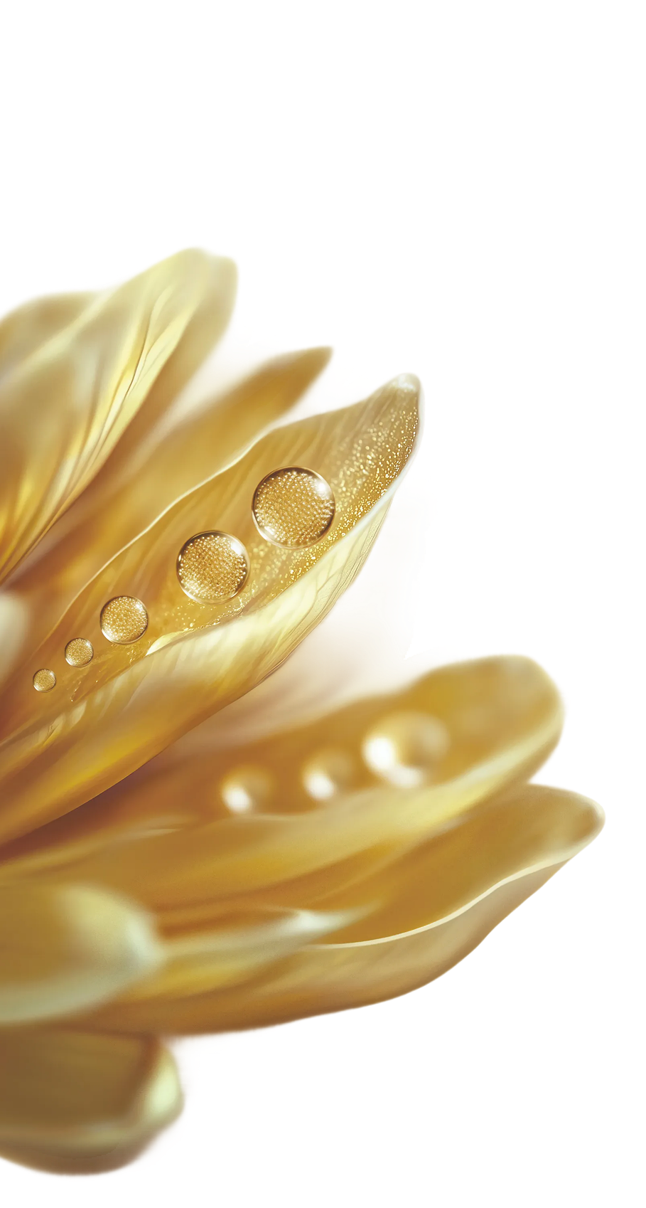 Fleur Achillée Dorée