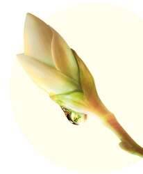 Nectar de bourgeon Végétal