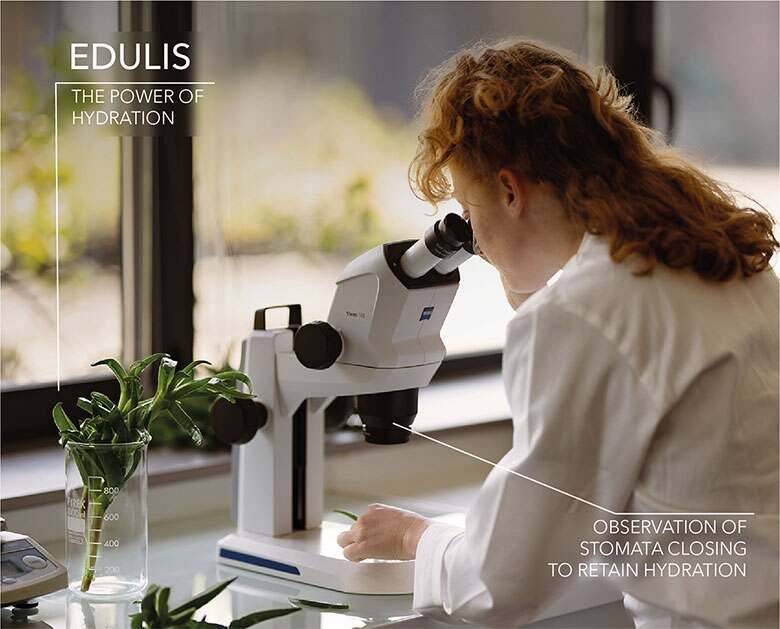 Woman observing edulis under a microscope