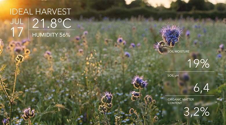 Ideal harvesting conditions