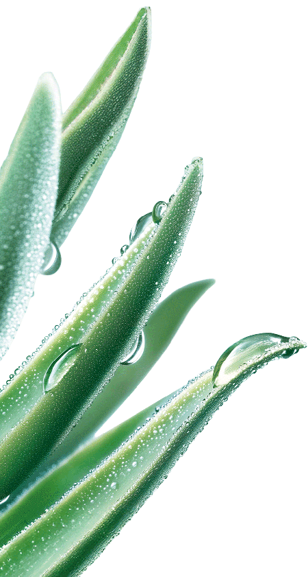 Fleur Achillée Dorée