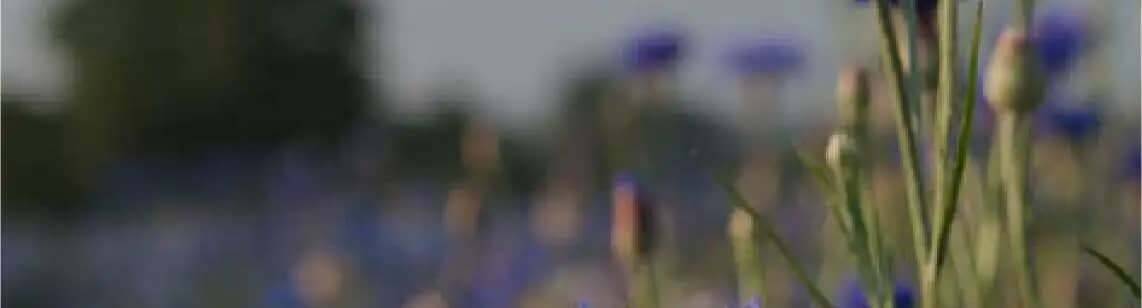 champs de bleuets flous