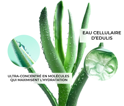 Édulis