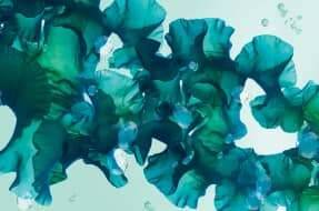 Wild algae & sea fennel