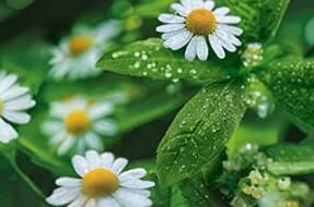 Lemon Verbena & Chamomile Flower