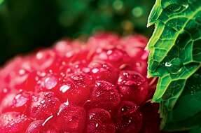 Raspberry & peppermint